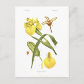 Iris pseudacorus postkarte (Vorderseite)