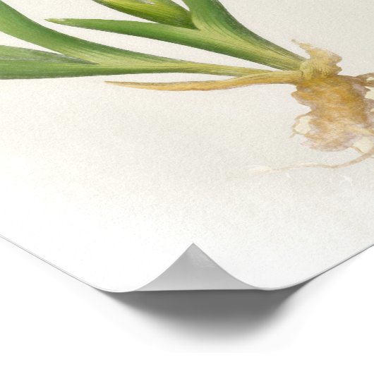 Iris Pumila Floral Print Poster (Ecke)