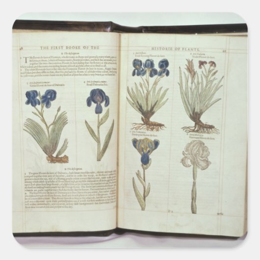 Iris Quadratischer Aufkleber (Vorderseite)