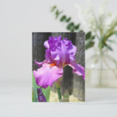 Iris "Raspberry Ripples" [Postcard] ポ ス ト ド Postkarte (Stehend Vorderseite)