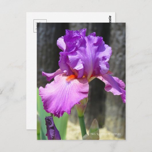 Iris "Raspberry Ripples" [Postcard] ポ ス ト ド Postkarte (Vorne/Hinten)