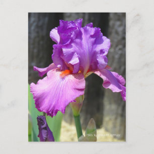 Iris "Raspberry Ripples" [Postcard] ポ ス ト ド Postkarte