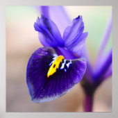 Iris Reticulata Blume Poster (Vorne)