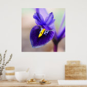 Iris Reticulata Blume Poster (Küche)