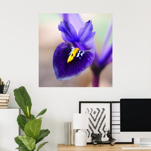 Iris Reticulata Blume Poster (Heimbüro)