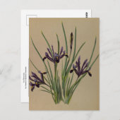 Iris Reticulata von Arentina Hendrica Arendsen Postkarte (Vorne/Hinten)
