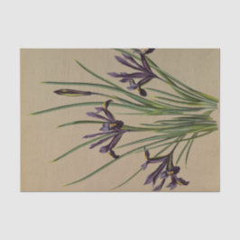 Iris Reticulata von Arentina Hendrica Arendsen Seidenpapier