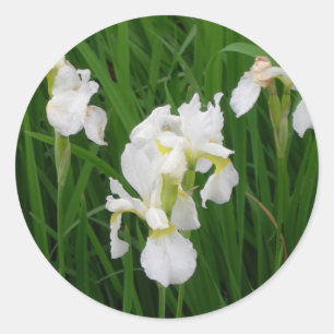 Iris Runder Aufkleber