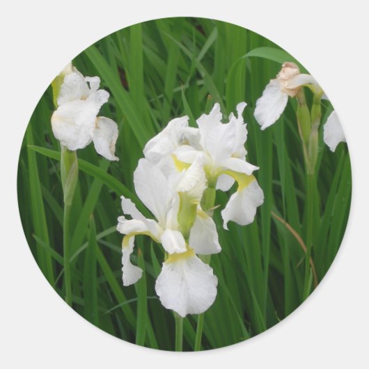 Iris Runder Aufkleber (Vorderseite)