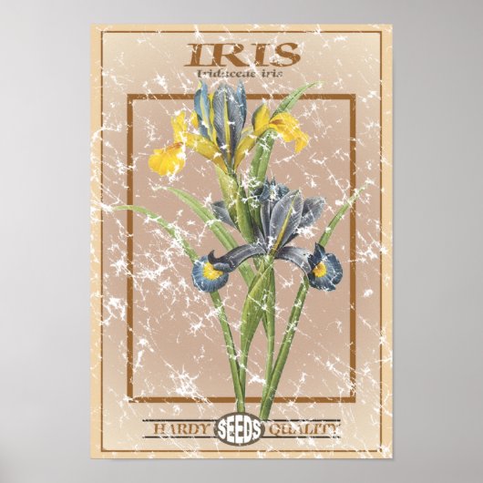 Iris - Samenpackung - Not leidend Poster (Vorne)