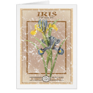 Iris-Samenpaket - abgenutzt