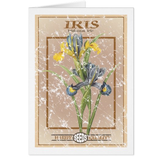 Iris-Samenpaket - abgenutzt (Vorne)