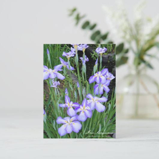Iris sanguinea: Postkarte (Stehend Vorderseite)