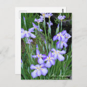 Iris sanguinea: Postkarte (Vorne/Hinten)