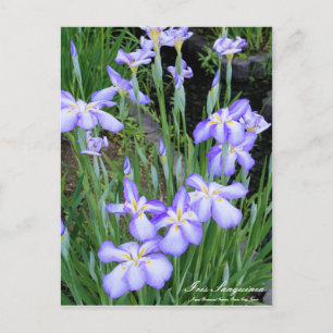 Iris sanguinea: Postkarte