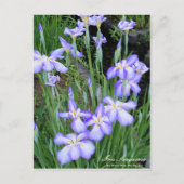 Iris sanguinea: Postkarte (Vorderseite)