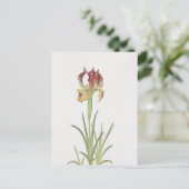 Iris Sari von William Dykes Postkarte (Stehend Vorderseite)