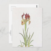 Iris Sari von William Dykes Postkarte (Vorne/Hinten)