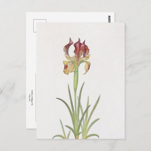 Iris Sari von William Dykes Postkarte (Vorne/Hinten)