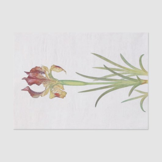 Iris Sari von William Dykes Seidenpapier (Vorderseite)