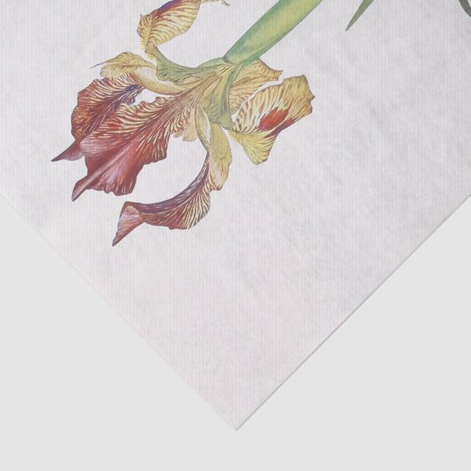 Iris Sari von William Dykes Seidenpapier (Ausschnitt)