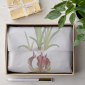 Iris Sari von William Dykes Seidenpapier (Geschenk)