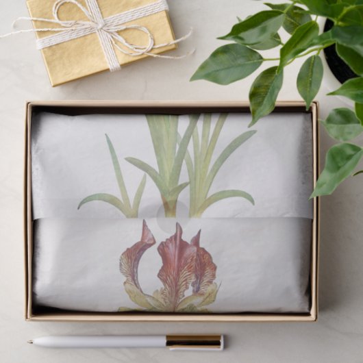 Iris Sari von William Dykes Seidenpapier (Geschenk)