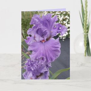 Iris Schwertlilie Lila Blume Floral Geburtstagskar Karte
