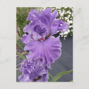 Iris Schwertlilien Lila Blume Florale Geburtstagsp Postkarte