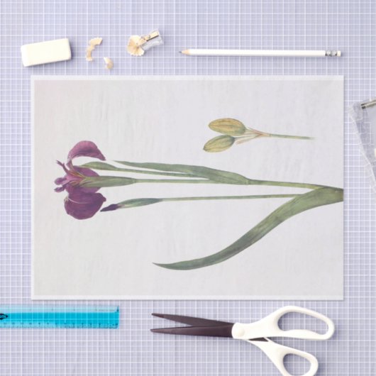 Iris Setosa von William Dykes Seidenpapier (Handwerk)