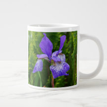 Iris sibirica Blumenfotografie