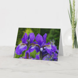 Iris sibirica Blumenfotografie Karte