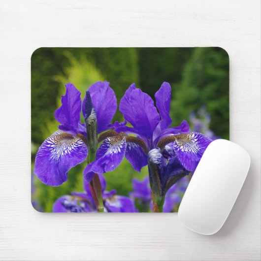 Iris sibirica Blumenfotografie Mousepad (Mit Mouse)