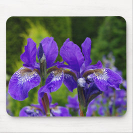 Iris sibirica Blumenfotografie Mousepad