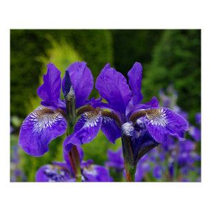 Iris sibirica Blumenfotografie Poster
