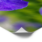 Iris sibirica Blumenfotografie Poster (Ecke)
