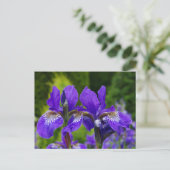 Iris sibirica Blumenfotografie Postkarte (Stehend Vorderseite)