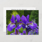Iris sibirica Blumenfotografie Postkarte (Vorne/Hinten)