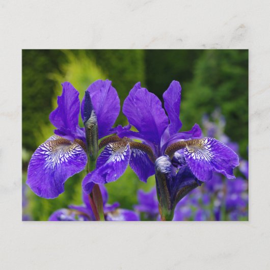 Iris sibirica Blumenfotografie Postkarte (Vorderseite)
