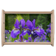 Iris sibirica Blumenfotografie