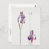 Iris Sibirica und Iris Orientalis von William Dyke Postkarte (Vorne/Hinten)