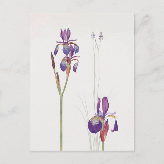 Iris Sibirica und Iris Orientalis von William Dyke Postkarte (Vorderseite)