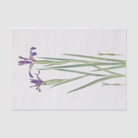 Iris Sintenisii und Iris Spuria von William Dykes Seidenpapier (Vorderseite)