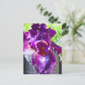 Iris "Sinti und Roma Romance" [Postcard" Postkarte (Stehend Vorderseite)