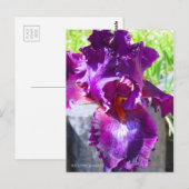 Iris "Sinti und Roma Romance" [Postcard" Postkarte (Vorne/Hinten)