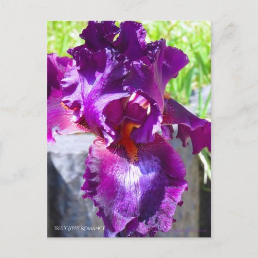 Iris "Sinti und Roma Romance" [Postcard" Postkarte (Vorderseite)