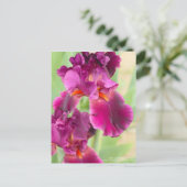 Iris "Sinti und Roma Romance":Postkarte Postkarte (Stehend Vorderseite)