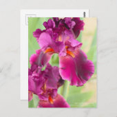 Iris "Sinti und Roma Romance":Postkarte Postkarte (Vorne/Hinten)