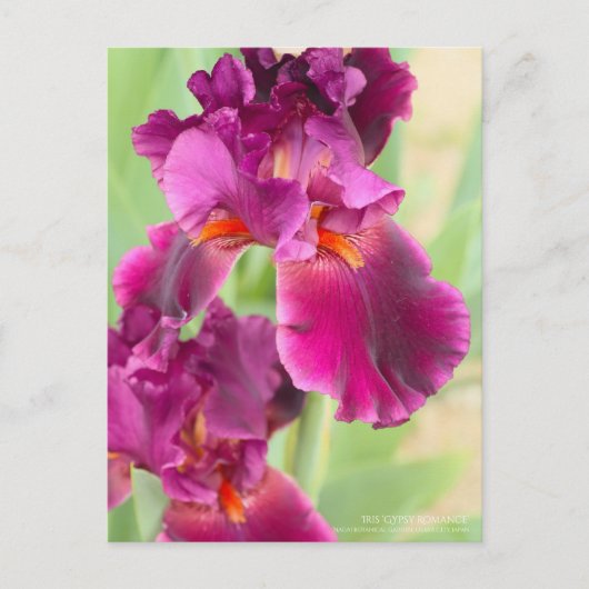 Iris "Sinti und Roma Romance":Postkarte Postkarte (Vorderseite)