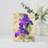 Iris "Skyship"   [Postcard" Postkarte (Stehend Vorderseite)